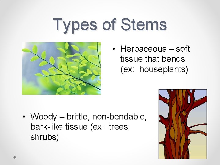 Types of Stems • Herbaceous – soft tissue that bends (ex: houseplants) • Woody