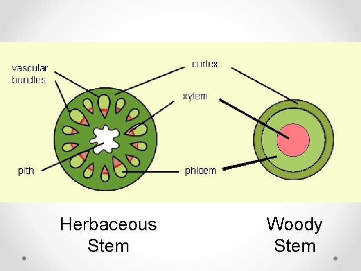 Herbaceous Stem Woody Stem 