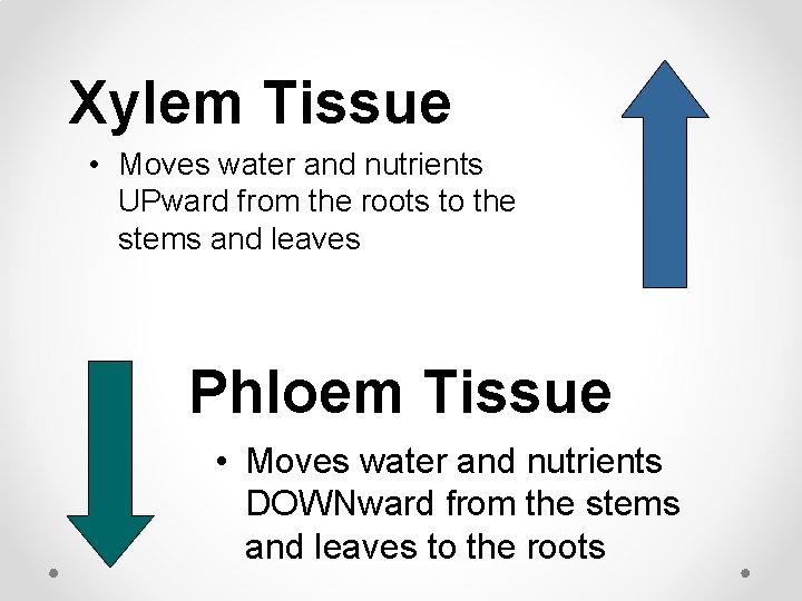 Xylem Tissue • Moves water and nutrients UPward from the roots to the stems