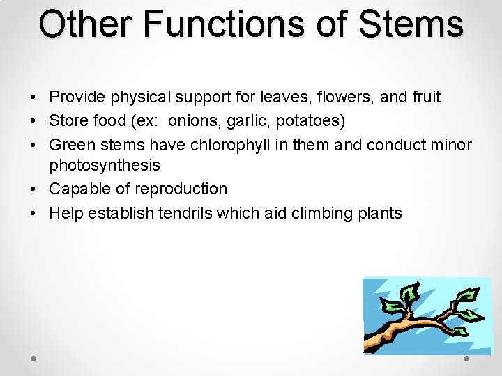 Other Functions of Stems • Provide physical support for leaves, flowers, and fruit •