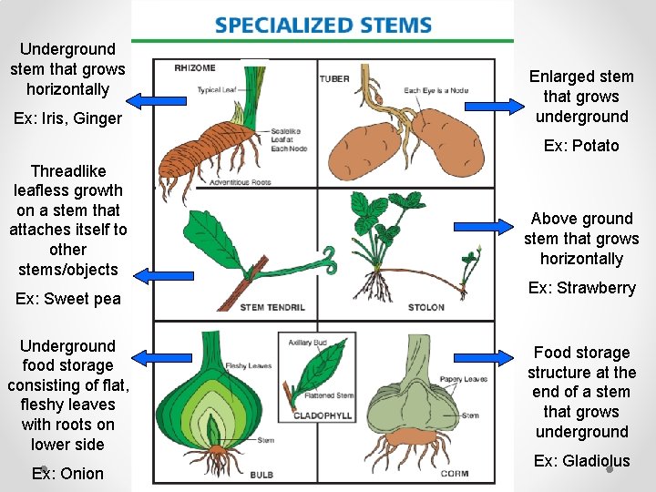 Underground stem that grows horizontally Ex: Iris, Ginger Enlarged stem that grows underground Ex: