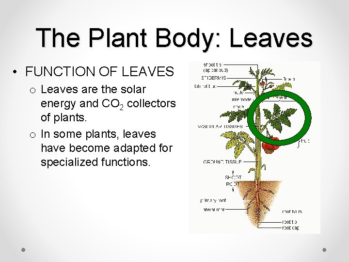 The Plant Body: Leaves • FUNCTION OF LEAVES o Leaves are the solar energy