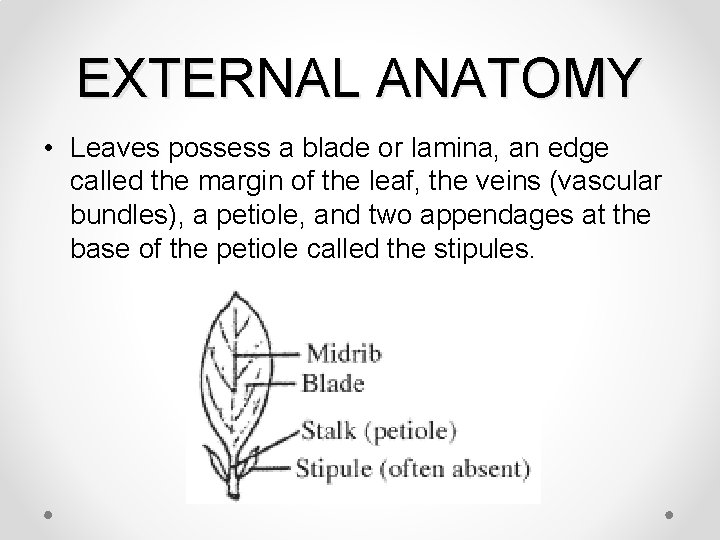 EXTERNAL ANATOMY • Leaves possess a blade or lamina, an edge called the margin