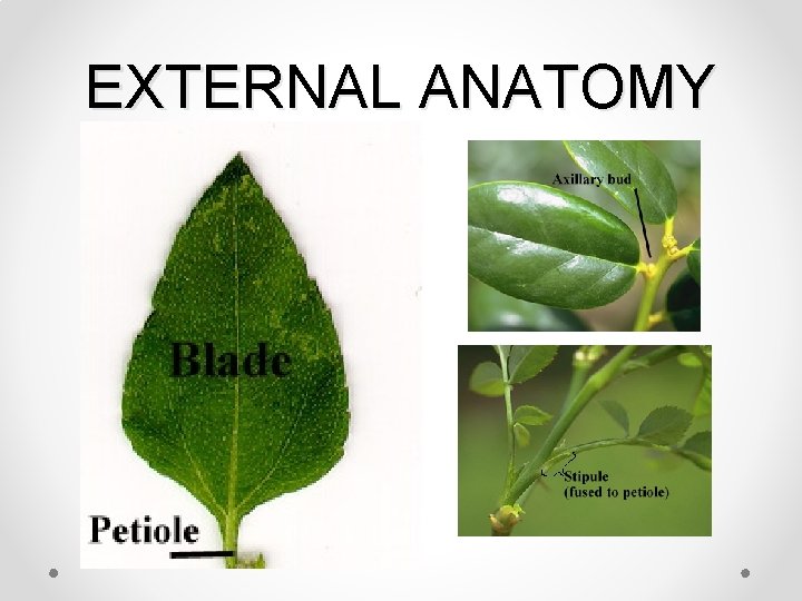 EXTERNAL ANATOMY 