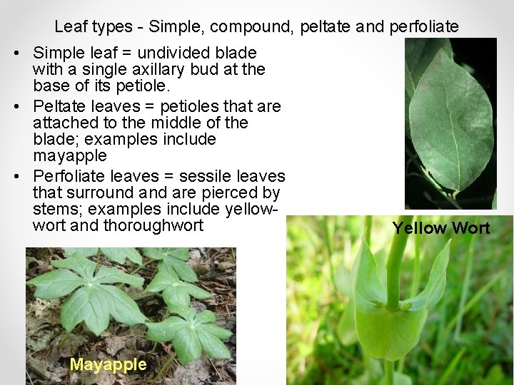 Leaf types - Simple, compound, peltate and perfoliate • Simple leaf = undivided blade