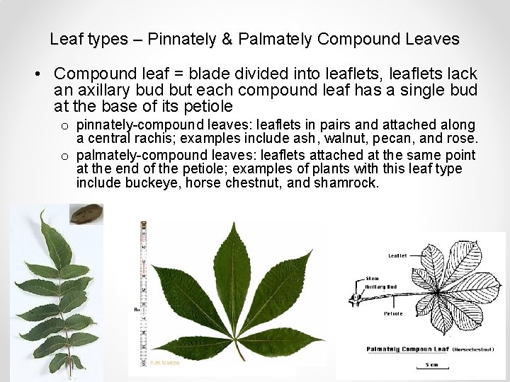 Leaf types – Pinnately & Palmately Compound Leaves • Compound leaf = blade divided