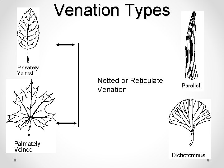 Venation Types Netted or Reticulate Venation 