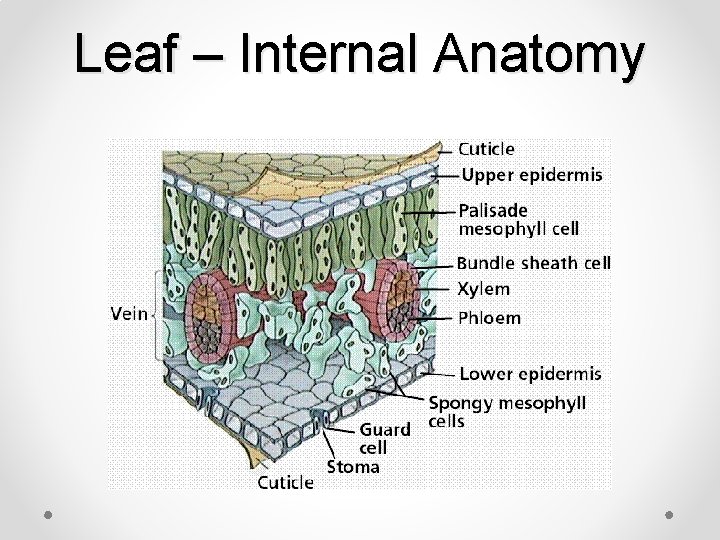 Leaf – Internal Anatomy 