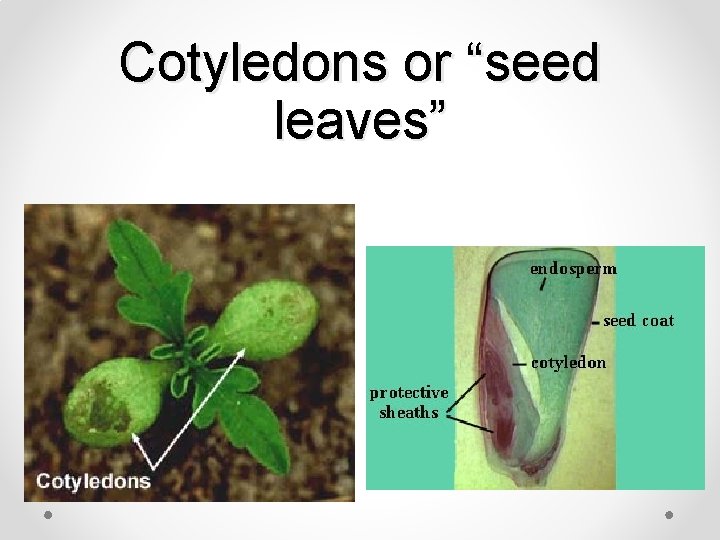 Cotyledons or “seed leaves” 