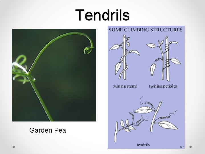 Tendrils Garden Pea 