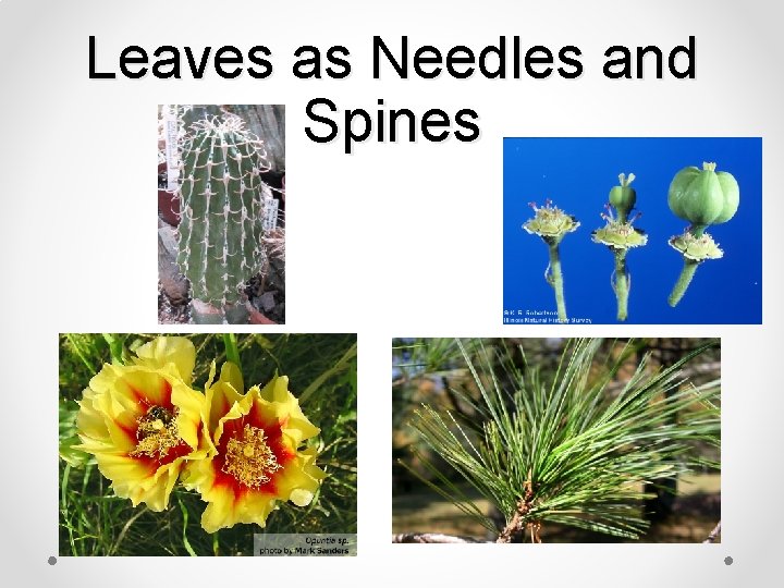 Leaves as Needles and Spines 