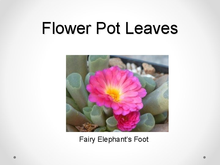 Flower Pot Leaves Fairy Elephant’s Foot 