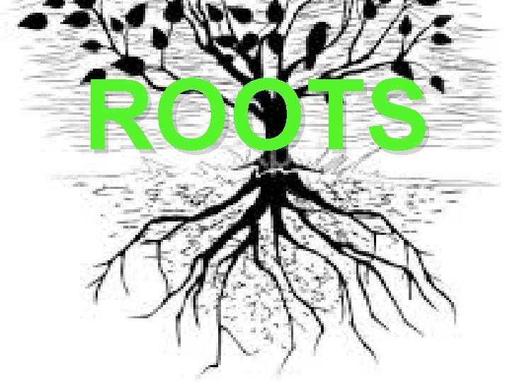 ROOTS 