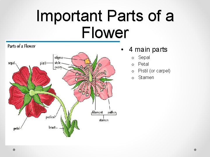 Important Parts of a Flower • 4 main parts o o Sepal Petal Pistil