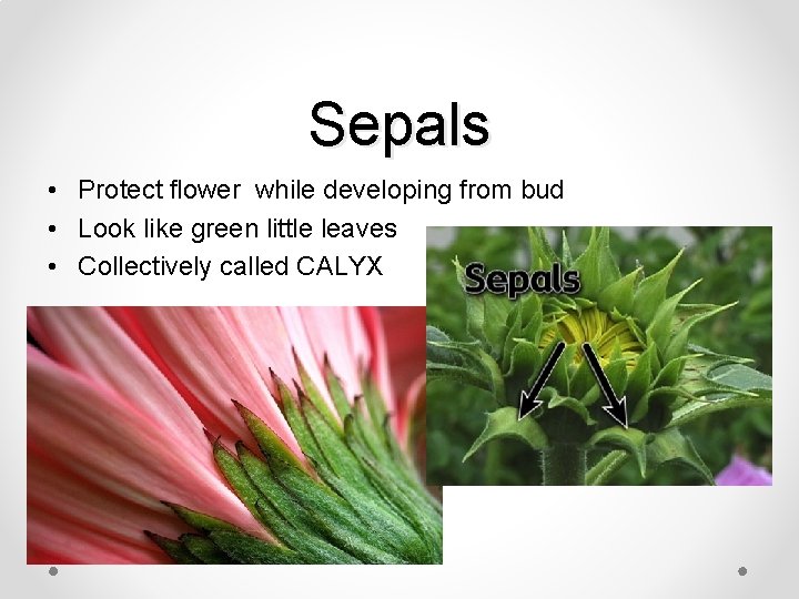 Sepals • Protect flower while developing from bud • Look like green little leaves