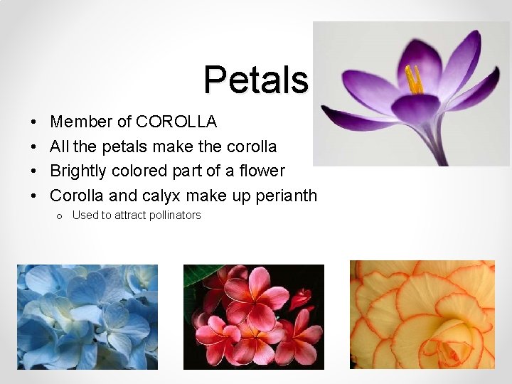 Petals • • Member of COROLLA All the petals make the corolla Brightly colored