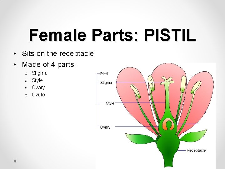 Female Parts: PISTIL • Sits on the receptacle • Made of 4 parts: o
