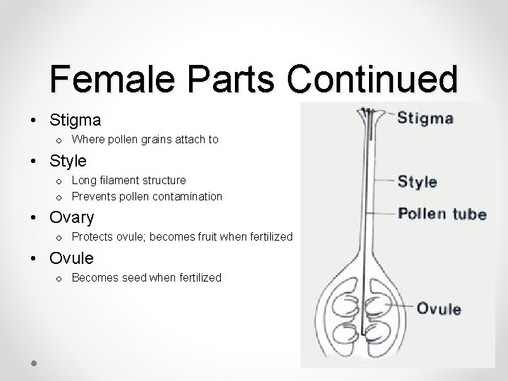 Female Parts Continued • Stigma o Where pollen grains attach to • Style o