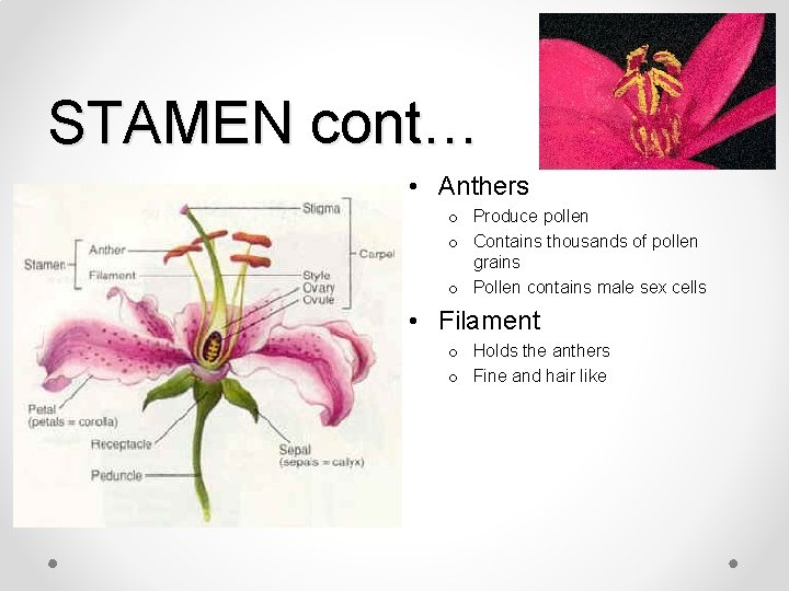 STAMEN cont… • Anthers o Produce pollen o Contains thousands of pollen grains o