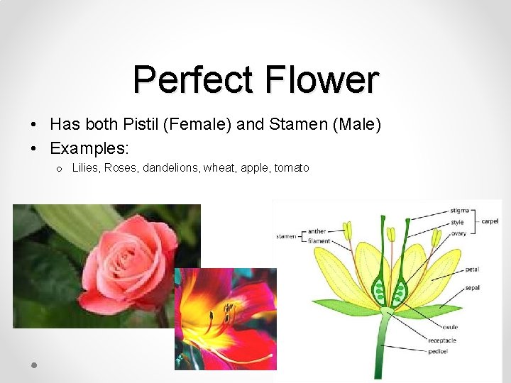 Perfect Flower • Has both Pistil (Female) and Stamen (Male) • Examples: o Lilies,