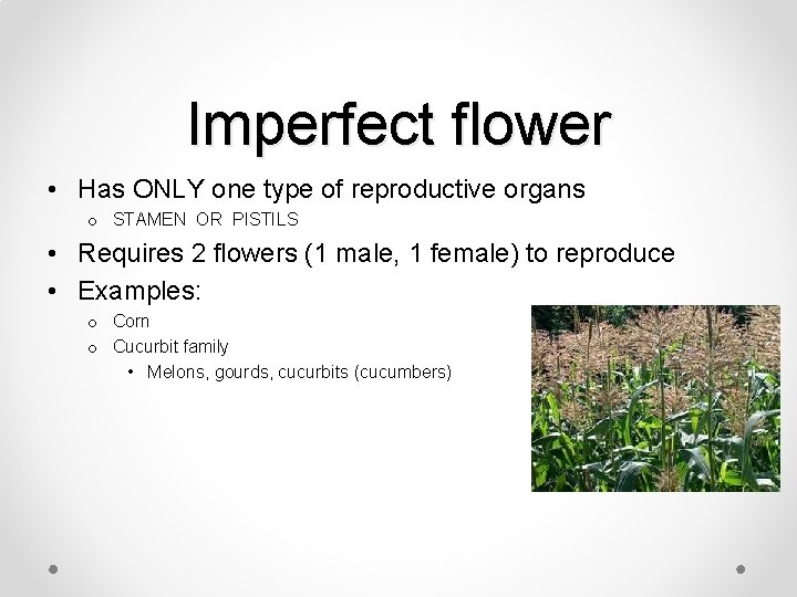 Imperfect flower • Has ONLY one type of reproductive organs o STAMEN OR PISTILS