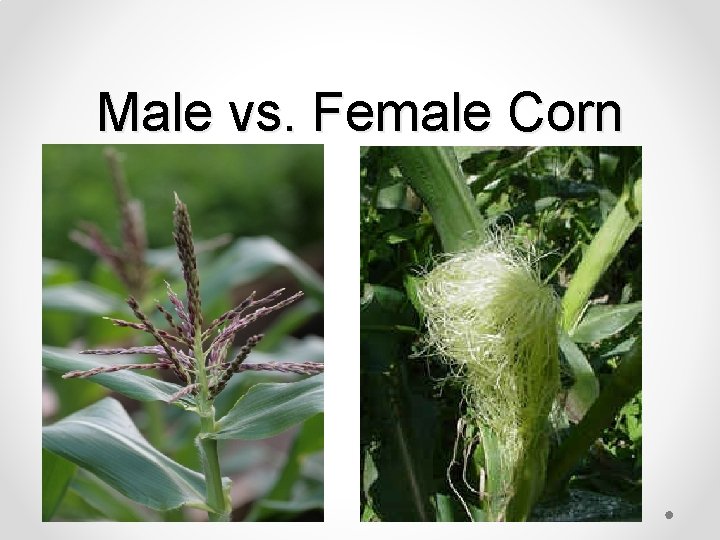 Male vs. Female Corn 