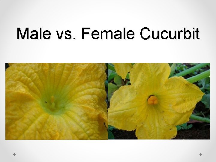 Male vs. Female Cucurbit 