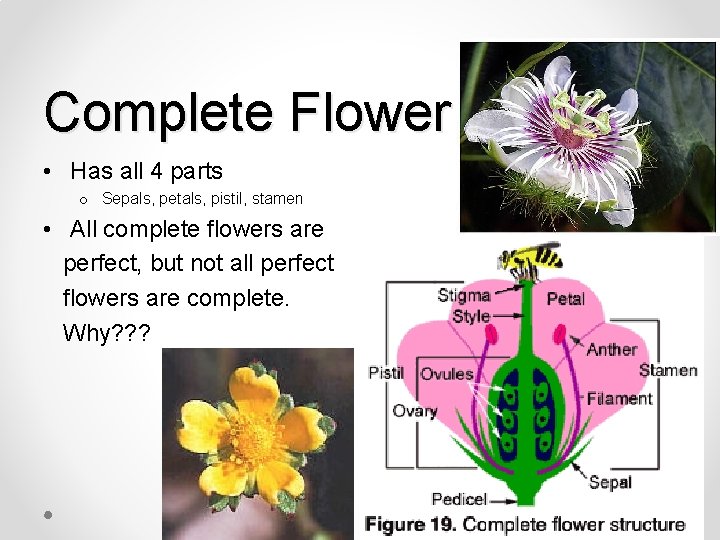 Complete Flower • Has all 4 parts o Sepals, petals, pistil, stamen • All