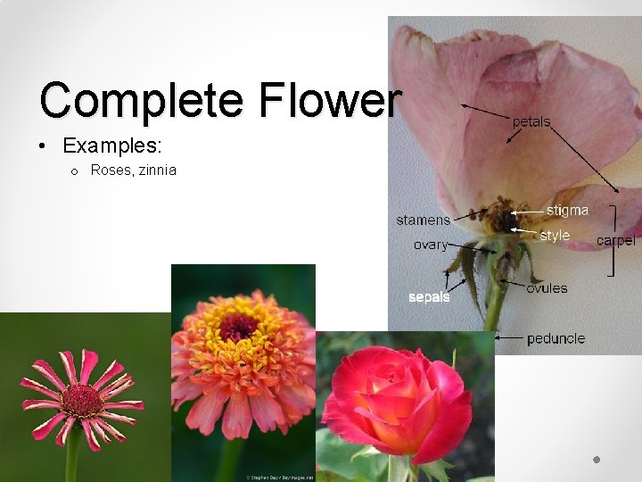 Complete Flower • Examples: o Roses, zinnia 