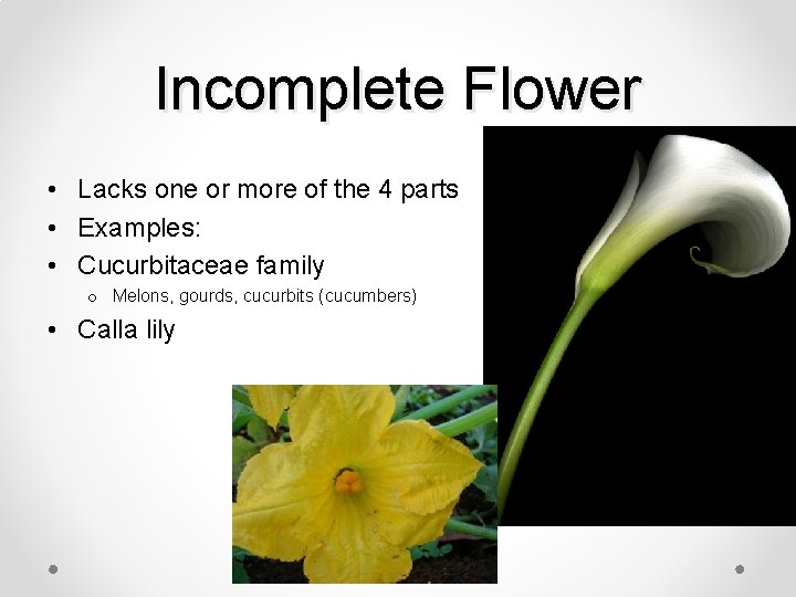 Incomplete Flower • Lacks one or more of the 4 parts • Examples: •