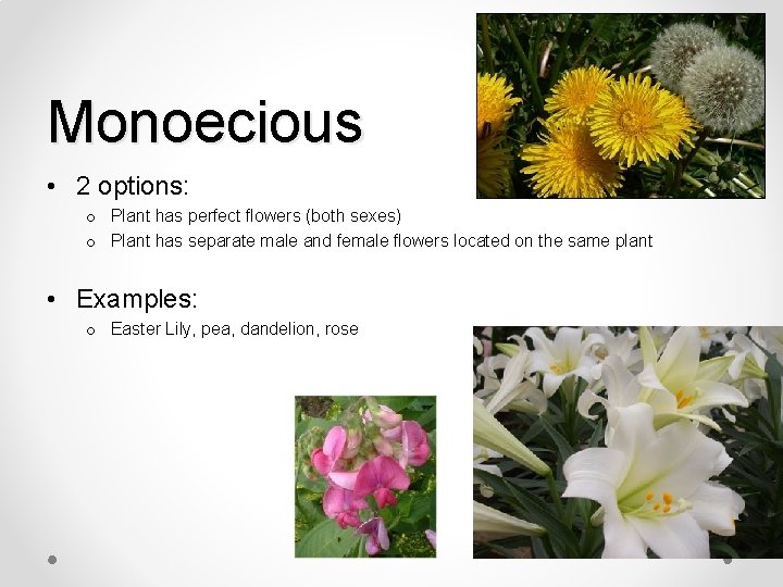 Monoecious • 2 options: o Plant has perfect flowers (both sexes) o Plant has