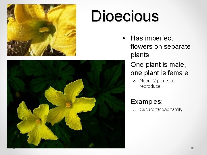 Dioecious • Has imperfect flowers on separate plants • One plant is male, one