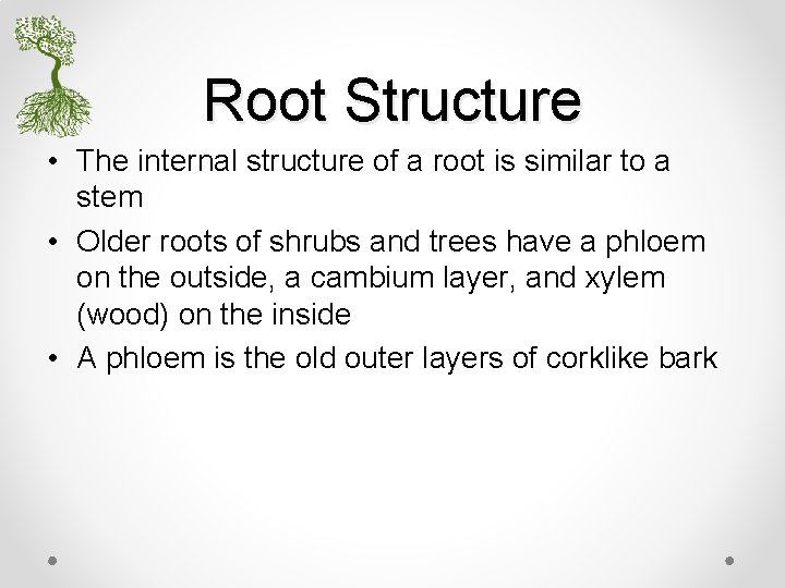 Root Structure • The internal structure of a root is similar to a stem
