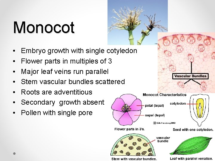 Monocot • • Embryo growth with single cotyledon Flower parts in multiples of 3