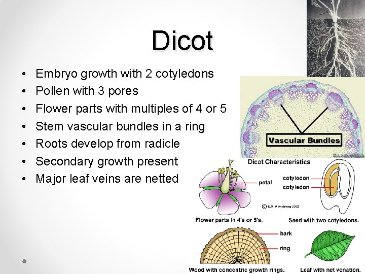 Dicot • • Embryo growth with 2 cotyledons Pollen with 3 pores Flower parts