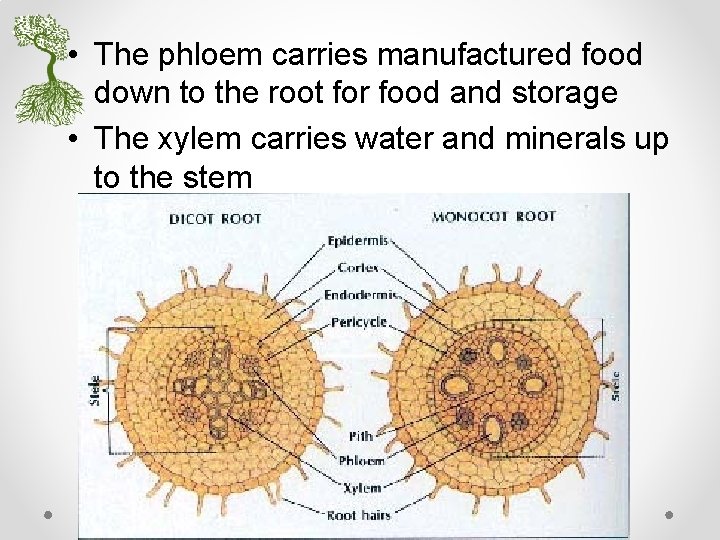  • The phloem carries manufactured food down to the root for food and