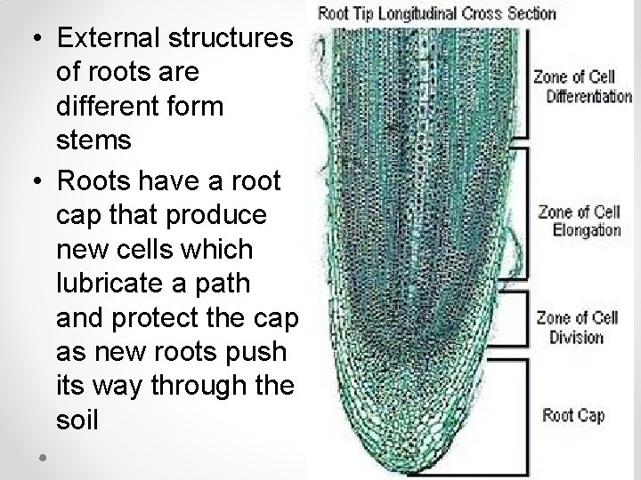  • External structures of roots are different form stems • Roots have a