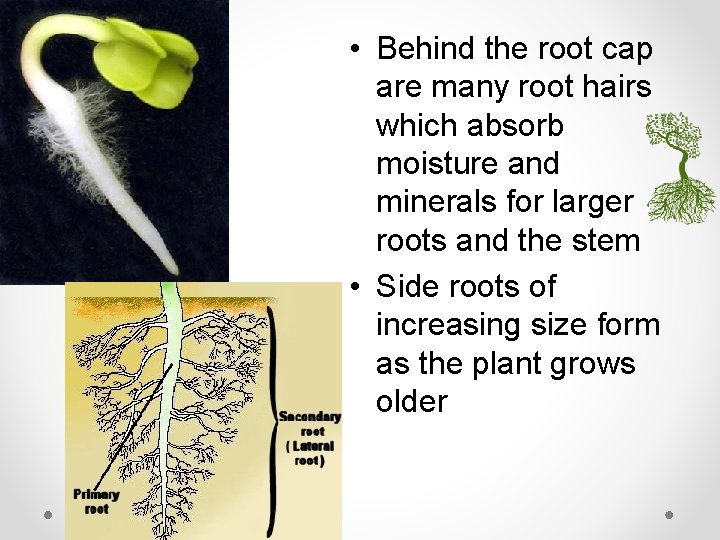  • Behind the root cap are many root hairs which absorb moisture and