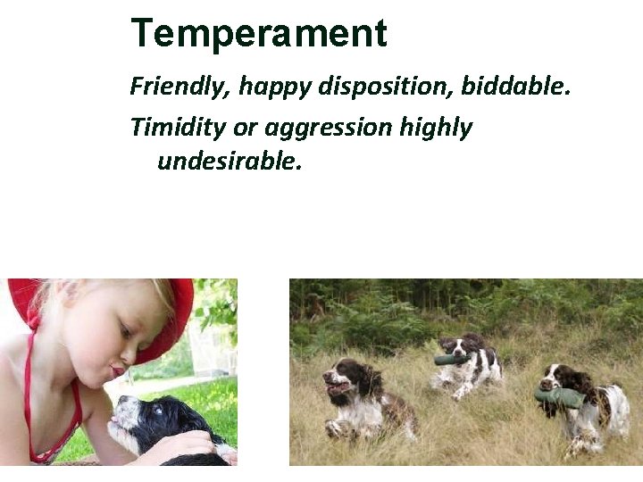 Temperament Friendly, happy disposition, biddable. Timidity or aggression highly undesirable. 