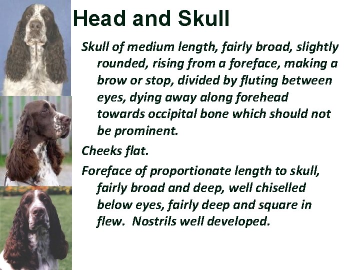 Head and Skull of medium length, fairly broad, slightly rounded, rising from a foreface,