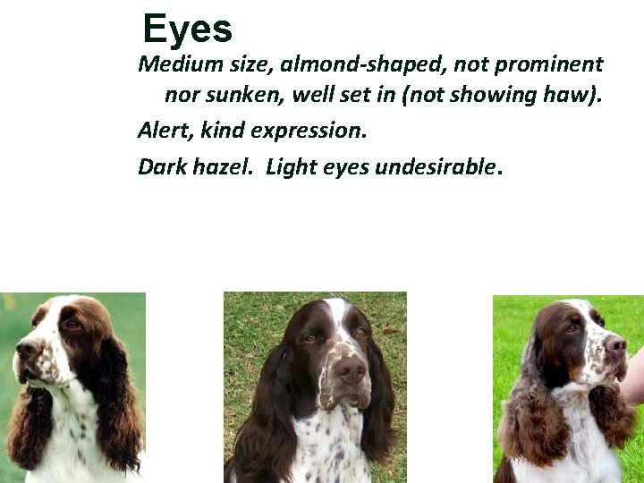 Eyes Medium size, almond-shaped, not prominent nor sunken, well set in (not showing haw).