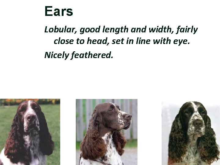 Ears Lobular, good length and width, fairly close to head, set in line with