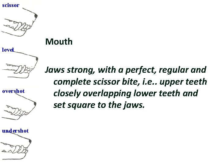 scissor level overshot undershot Mouth Jaws strong, with a perfect, regular and complete scissor