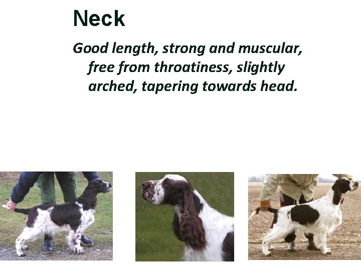 Neck Good length, strong and muscular, free from throatiness, slightly arched, tapering towards head.