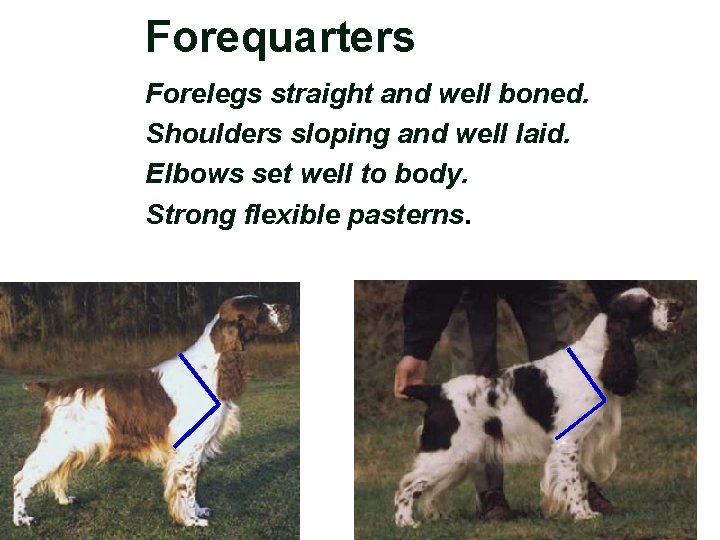 Forequarters Forelegs straight and well boned. Shoulders sloping and well laid. Elbows set well
