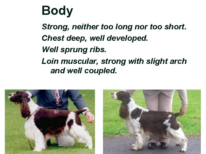 Body Strong, neither too long nor too short. Chest deep, well developed. Well sprung