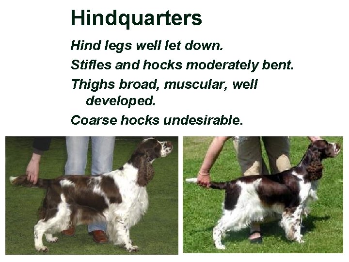 Hindquarters Hind legs well let down. Stifles and hocks moderately bent. Thighs broad, muscular,