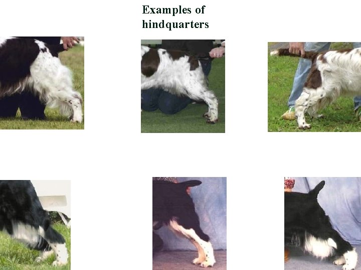 Examples of hindquarters 