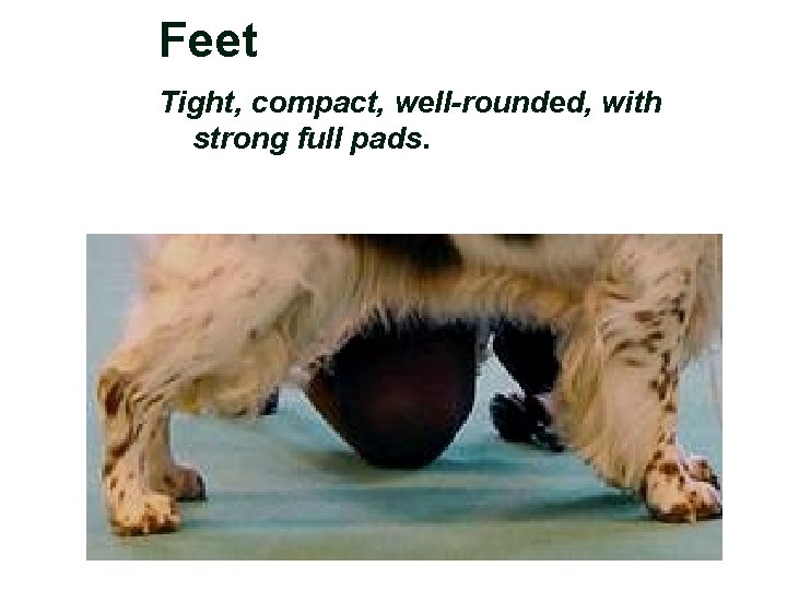 Feet Tight, compact, well-rounded, with strong full pads. 