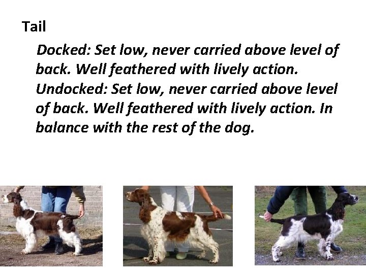 Tail Docked: Set low, never carried above level of back. Well feathered with lively